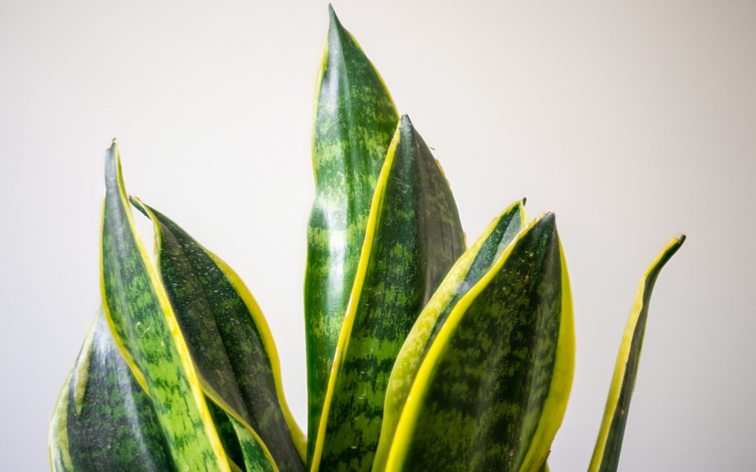 plantas que purifican 2