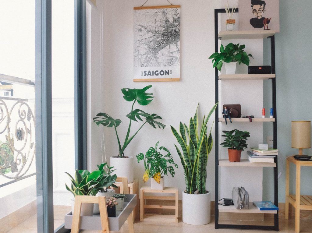 plantas que purifican 